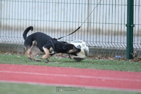 09.03.2024 MogilnoPogoń Mogilno 6:0 Orlęta Aleksandrów Kujawski18 kolejka IV ligi 2023/2024Foto: Grzegorz Gębala